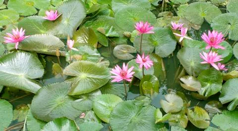 Lotus fiower Foto stock