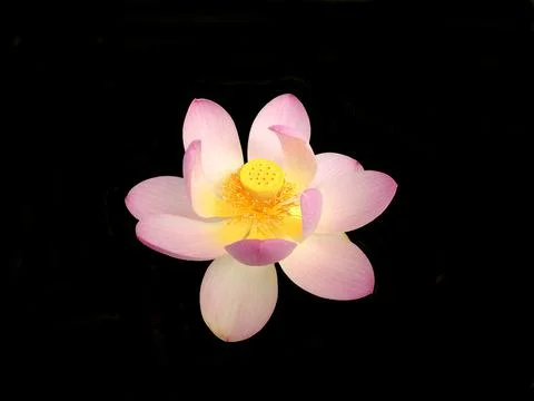 Lotus - First Lady Stock Photos
