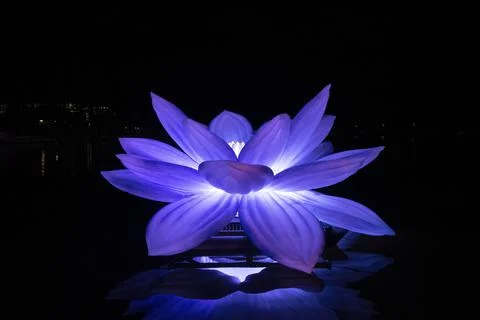 Lotus Floating in Water Stock Photos