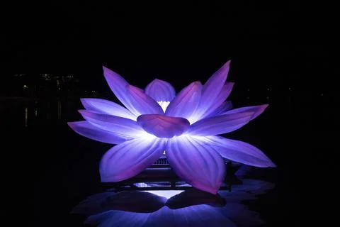 Lotus Floating in Water Stock Photos