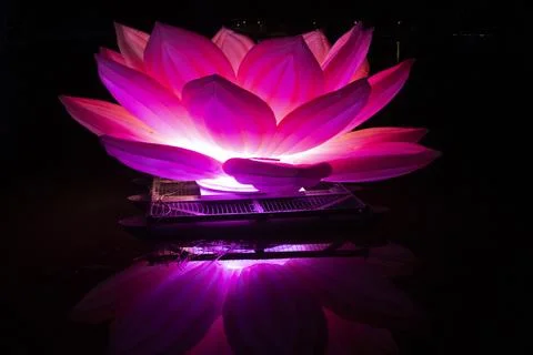 Lotus Floating in Water Stock Photos