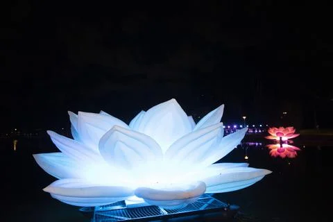 Lotus Floating in Water Stock Photos