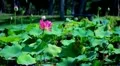 Lotus Flower 01 Pink HD HD Footage
