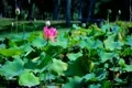 Lotus Flower 01 Pink SD Wide Footage