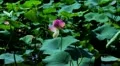 Lotus Flower 02 Pink HD HD Footage