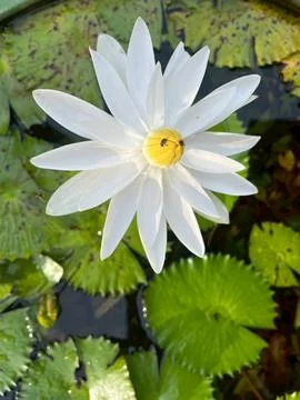 Lotus flower (2) Stock Photos