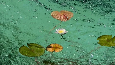Lotus flower and leaves on the lake Video stock 250109341