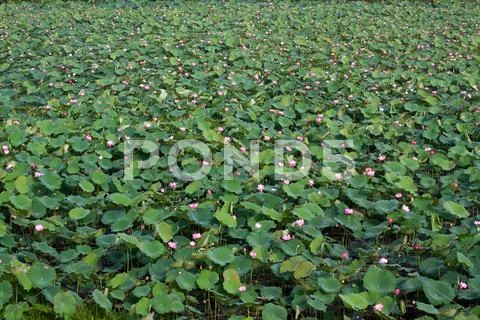 Lotus flower and Lotus flower plants Stock Photos