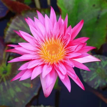 Lotus flower background Stock-Fotos