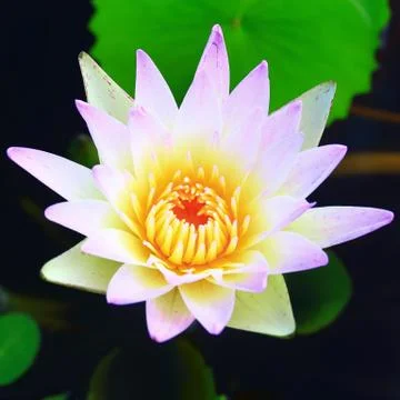 Lotus flower background Stock Photos