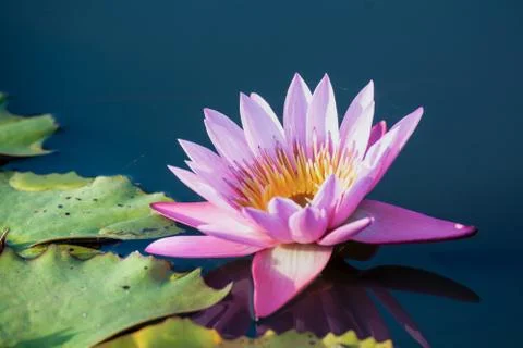 Lotus flower background Stock Photos