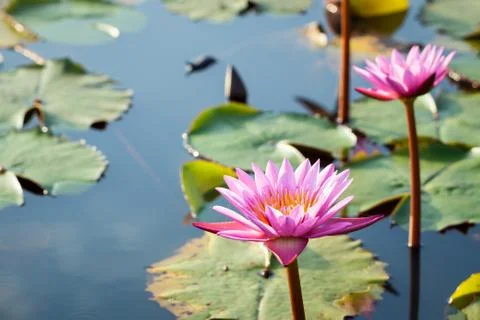 Lotus flower background Stock Photos