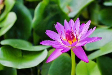 Lotus flower, beautifull water lilly Stock Photos