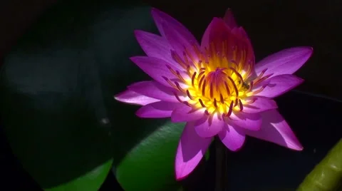 Lotus Flower with a Bee Inside Stock Footage 67490722