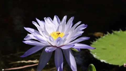 Lotus Flower With Bees Stock Footage 193329213