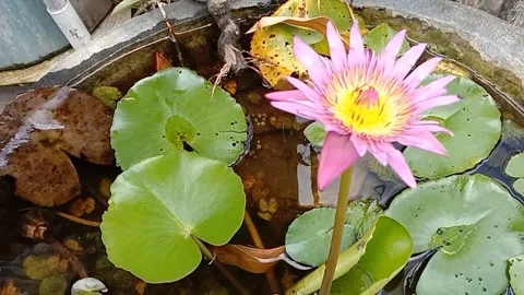 Lotus flower in bloom Stock Footage 245601422