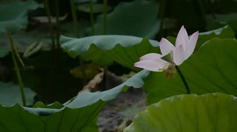 Lotus flower blooming Stock Footage 11106517