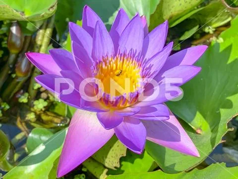 Lotus flower blossom with insect Stock Photos