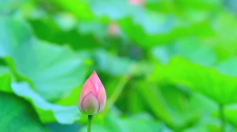 Lotus flower bud. Stock Footage 41381238