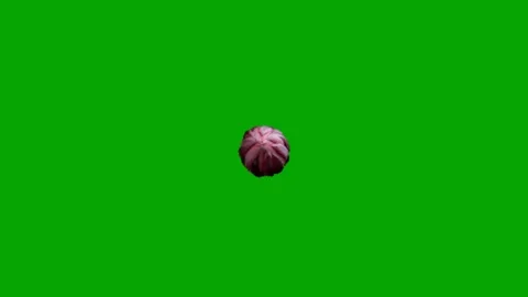 Lotus Flower Chroma Key Animation Stock Footage 339750477