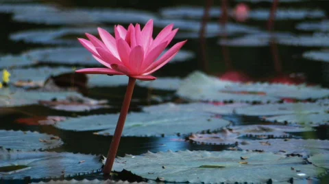Lotus flower close-up 스톡 동영상 494135