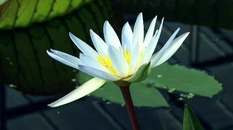 Lotus Flower close-up Stock Footage 669011
