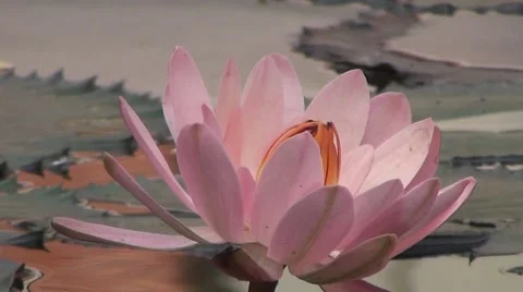 Lotus flower closeup Stock Footage 68621455