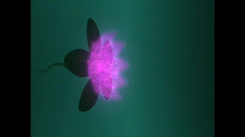 Lotus flower Stock Footage 457190