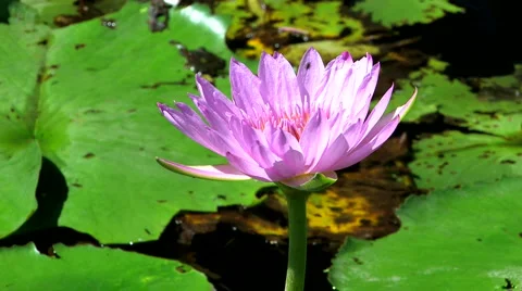 Lotus flower Video stock 4131508