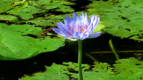 Lotus flower Stock Footage 4135916