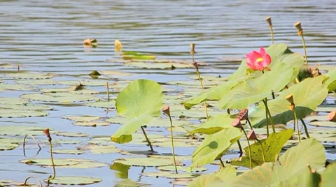Lotus flower Stock Footage 8736039