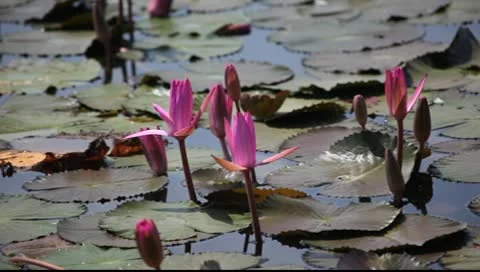 Lotus flower Stock Footage 10559671