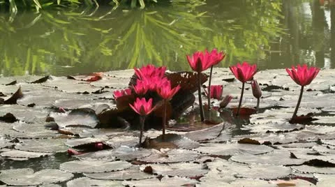 Lotus flower Stock Footage 10806074