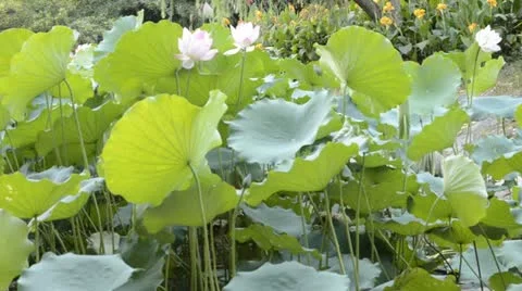Lotus flower Stock Footage 12252182