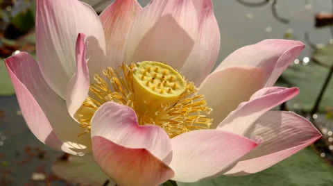 Lotus flower Stock Footage 34267817
