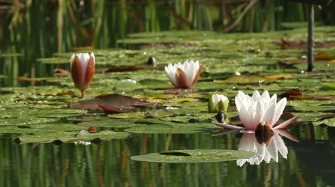 Lotus flower Video stock 40240434