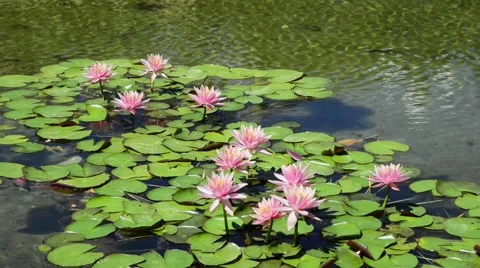 Lotus flower Stock Footage 41685423