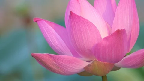 Lotus flower Stock Footage 95294488