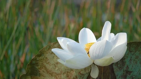 Lotus flower Stock Footage 95295096