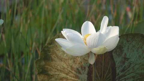 Lotus flower Stock Footage 95295174
