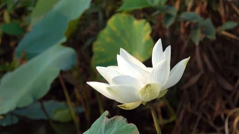 Lotus flower Stock Footage 95295396