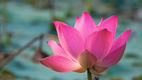 Lotus flower Stock Footage 95295529