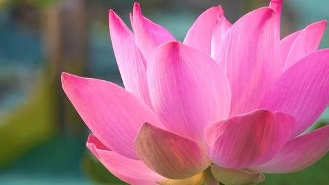 Lotus flower Stock Footage 95295713