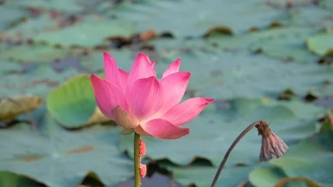 Lotus flower Stock Footage 95295962