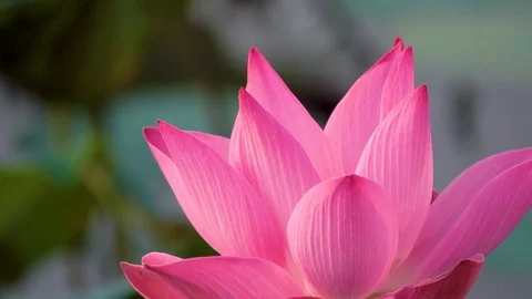 Lotus flower Stock Footage 95296707