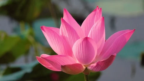 Lotus flower Stock Footage 95296792