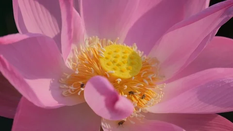 Lotus flower Stock Footage 98567589