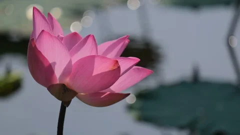 Lotus flower Stock Footage 98570661