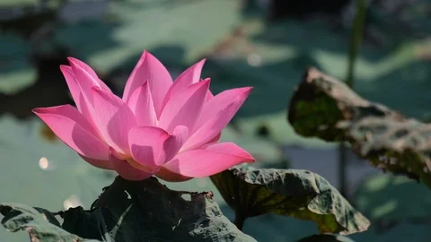 Lotus flower Stock Footage 98572875