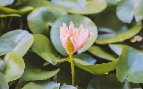 Lotus flower Stock Footage 106926001